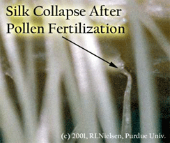 Silk collapse after pollen fertilization