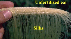 Unfertilized ear silks