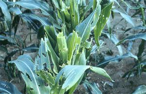 Whorl stage corn damaged by fall armyworm