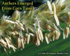 Anthers Emerged From Corn Tassel
