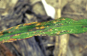 Anthracnose leaf blight