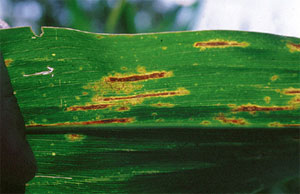 Gray leaf spot leaf lesions