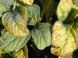 Winged and wingless soybean aphid