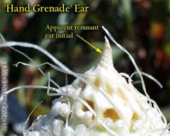 "Hand Grenade" Ear