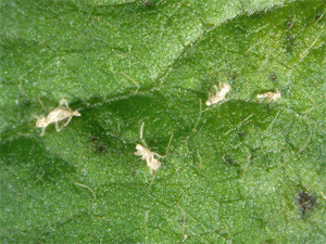 close-up of aphid cast skins, "dandruff"