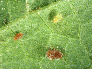Close-up of a healthy and two diseased aphids