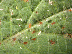 Aphids tha have  been killed by disease. Diseases can spread quickl through an aphid population.