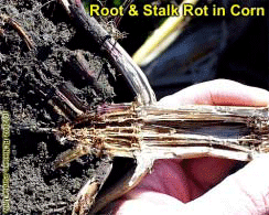 Root & Stalk Rot in Corn