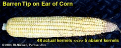 Barren Tip on Ear of Corn