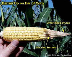 Berren Tip on Ear of Corn