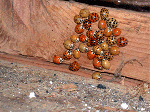 Beetles overwintering within a home's framework