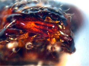 Close-up of the bean leaf beetle mouthparts