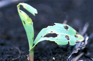 Early black cutworm leaf feeding