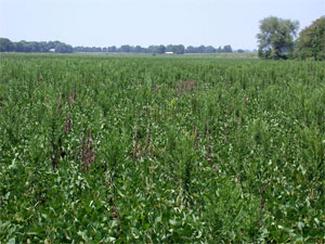 Marestail infested soybean field