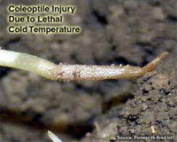 Coleoptile Injury Due to Lethal Cold Temperature