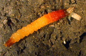 Ground beetle larva