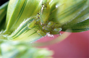 English grain aphid