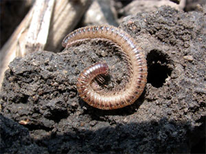 Milipedes are sometimes confused with wireworms