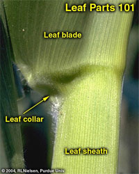 Leaf Parts 101