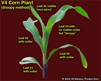 V4 Corn Plant (droopy method)
