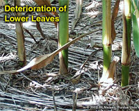 Deterioration of Lower Leaves