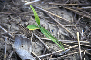 Slug damage to corn and bait pellets