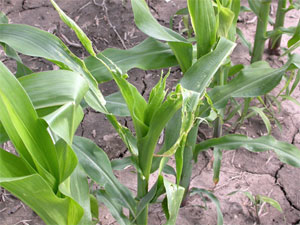 Symptoms on younger corn leaves