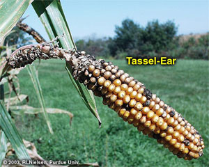 Tassel Ear