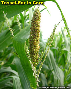 Tassel-Ear in corn