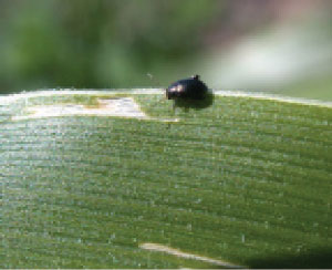 Close-up of corn flea beetle and leaf feeding scars