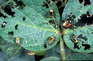Western corn rootworm beetles and Japanese beetle feeding on soybean leaf.