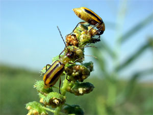 Western corn rootworm beetles feeding on weed pollen