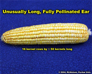 Unusually Long, Fully Pollinated Ear