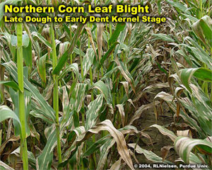 Northern corn Leaf Blight