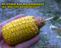 Arrested Ear Development