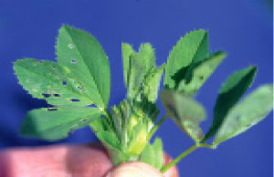 Alfalfa weevil "pin-hole" damage