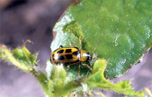 Bean leaf beete feeding on cotyldon