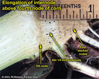 Elongation of internode above fourth node of corn.