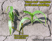 "Silver leaf" symptom on V2 corn seedlings