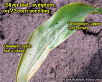 "Silver leaf" symptom on V2 corn seedling