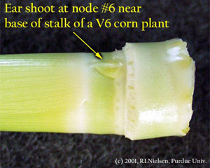 Ear shoot at node #6 near base of stalk of a V6 corn plant