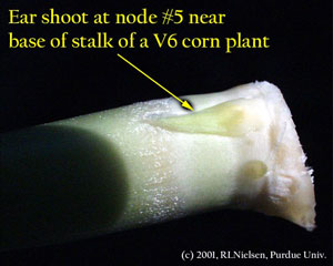 Ear shoot at node #5 near base of stalk of a V6 corn plant