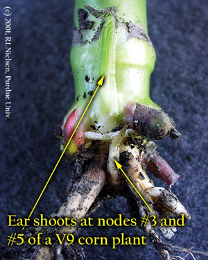 Ear shoots at nodes #3 and #5 of a V9 corn plant.