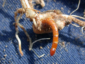 Wireworm damaged seedling