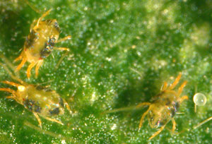 Spider Mites on Leaf