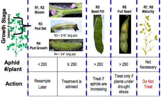 Soybean aphid treatment threshold guide.
