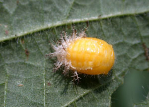 Mexican bean beetle pupa