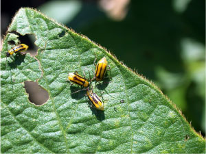Morning hours provide easy viewing of beetles on top of the soybean leaves.