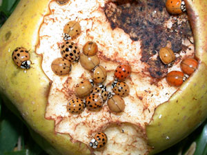 Lady beetles "bulking up" on apple for their winter's nap.