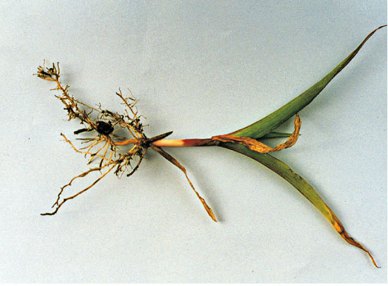 Needle nematode damage to corn